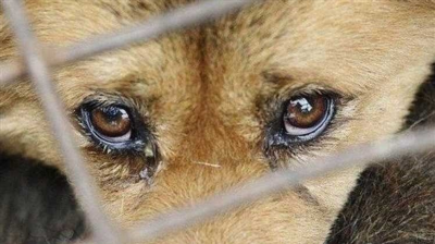 Закон о жестоком обращении с животными: наказание, ответственность