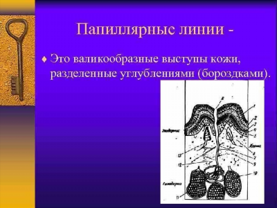 Значение слова ДАКТИЛОСКОПИЯ